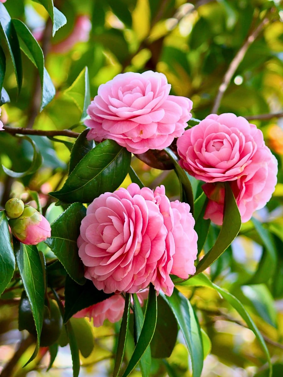 typical pink shade of the camellias