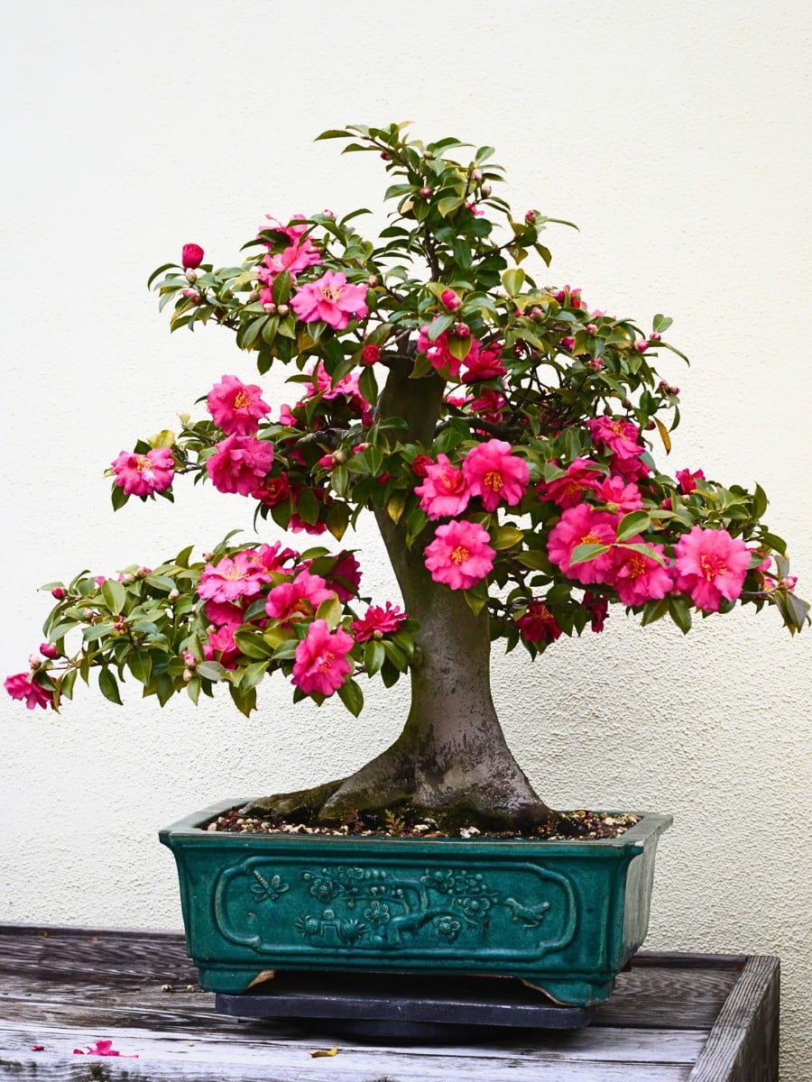Camellia japonica bonsai