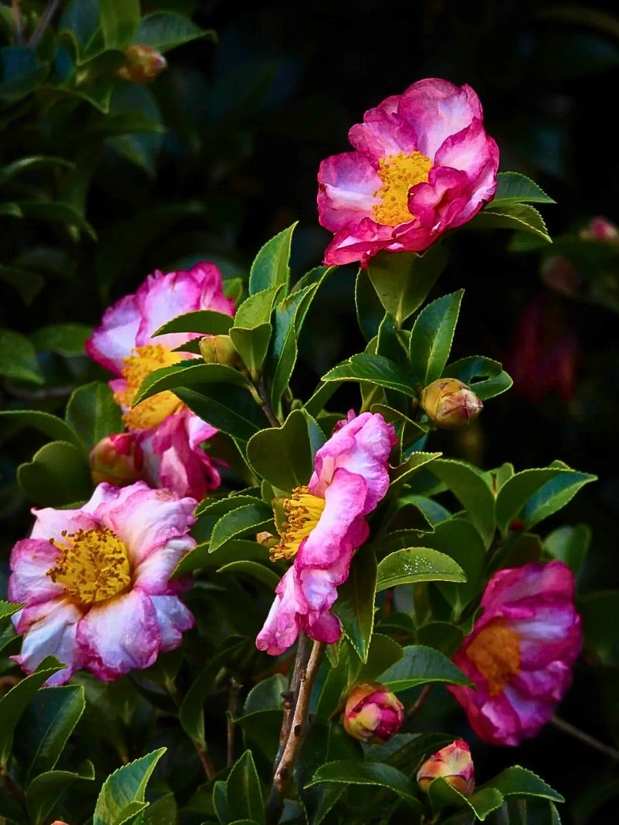 Camellia growing in a garden