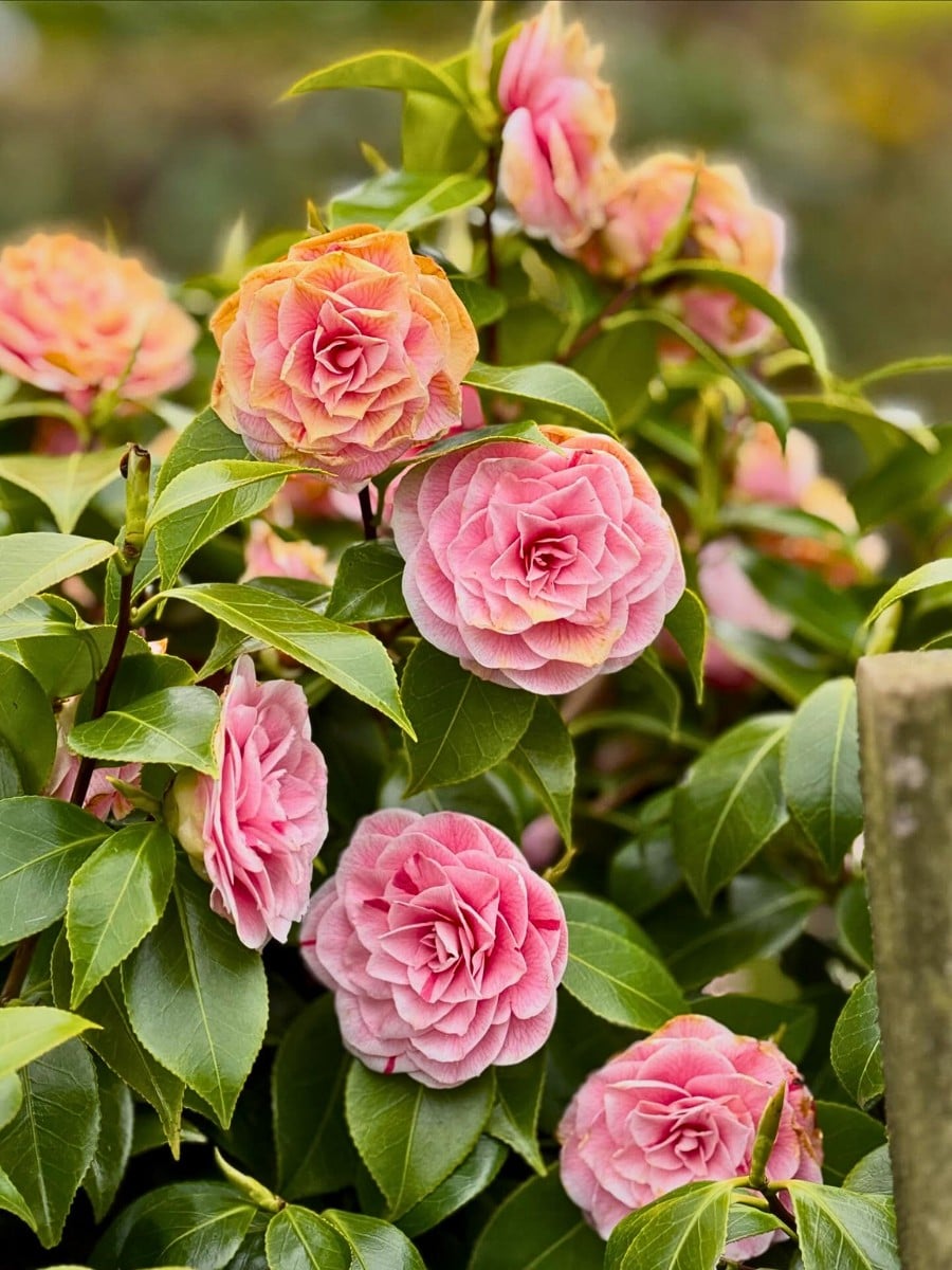 camellias blooming on a tree