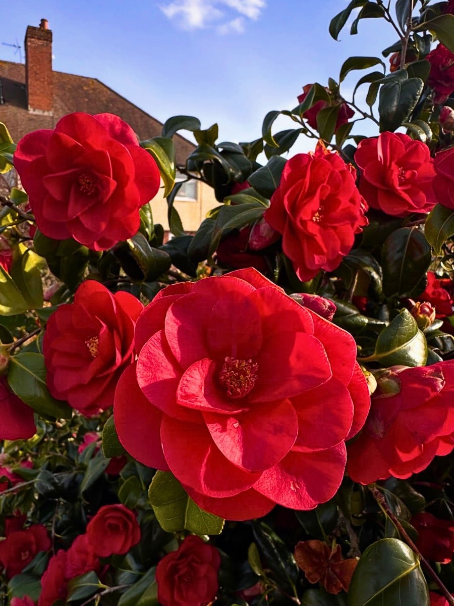 Charming Camellia and What You&rsquo;d Love to Know About This Alabama State Flower