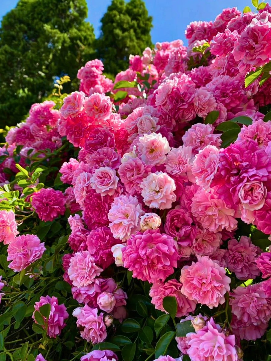 Camellia - a beautiful flower that represents the state flower of Alabama