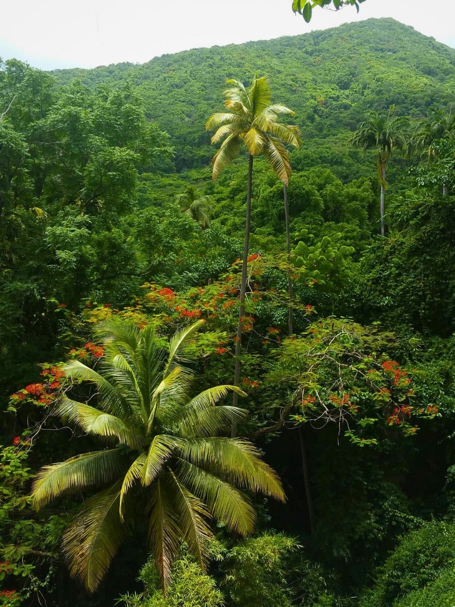 Celebrate World Rainforest Day by honoring the forests that sustain life, biodiversity, and our planet's future.