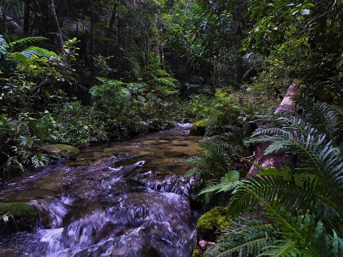 World Rainforest Day Is a Celebration of Our Green Guardians