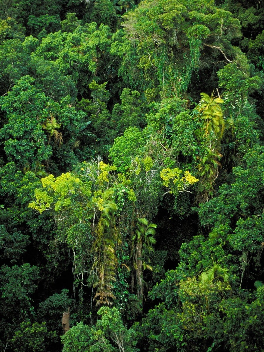 World Rainforest Day Is a Celebration of Our Green Guardians