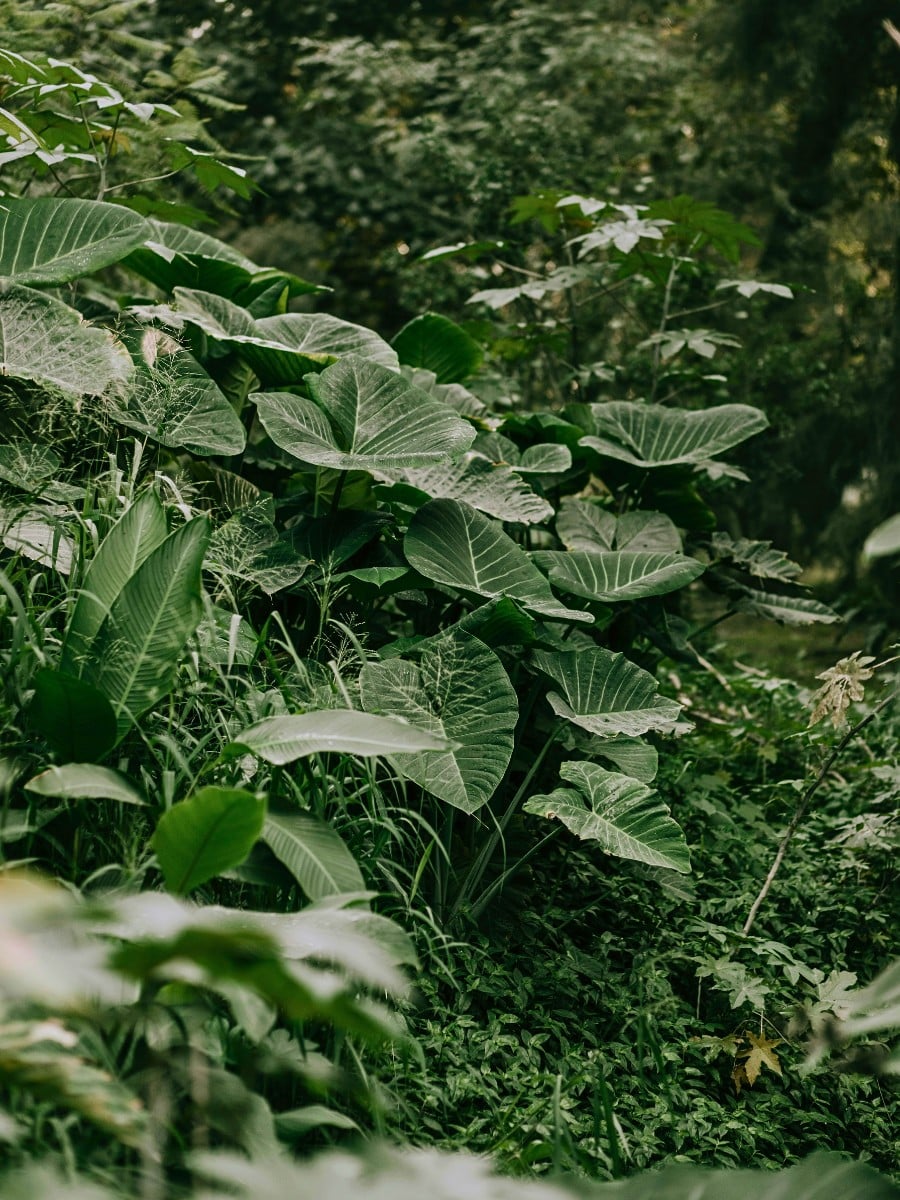 World Rainforest Day Is a Celebration of Our Green Guardians