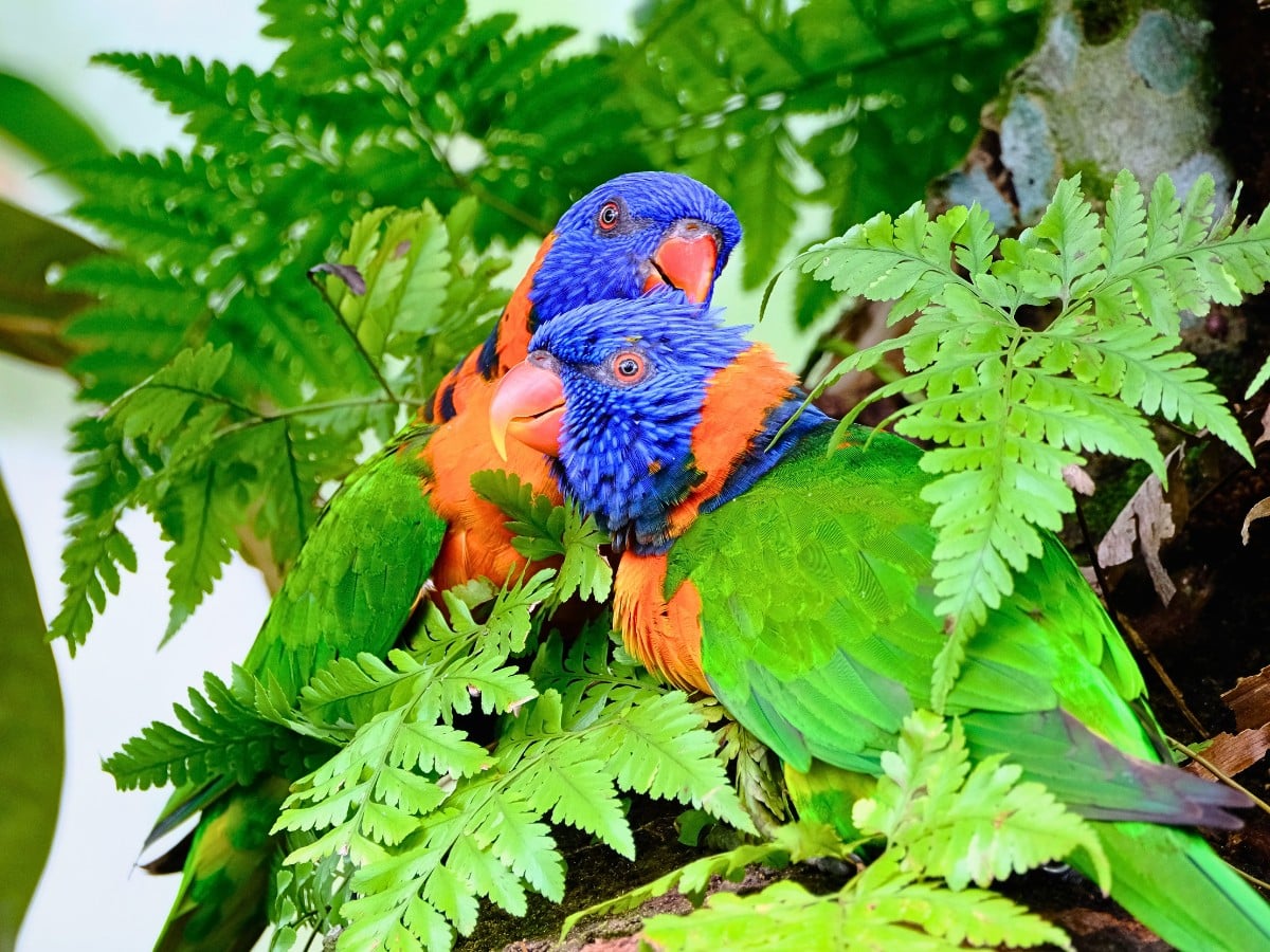 World Rainforest Day Is a Celebration of Our Green Guardians