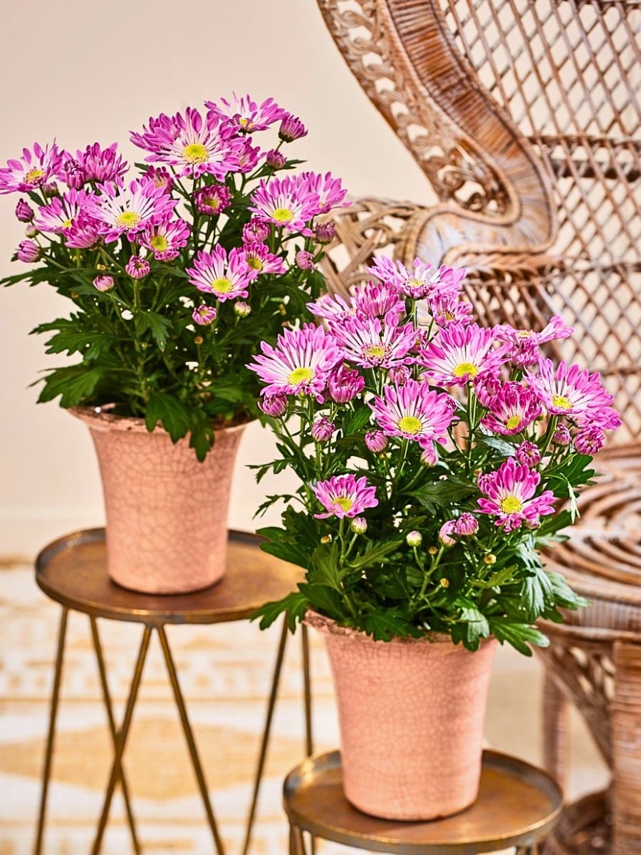 Classic Summer Flowers Ideal for Planting and Potting