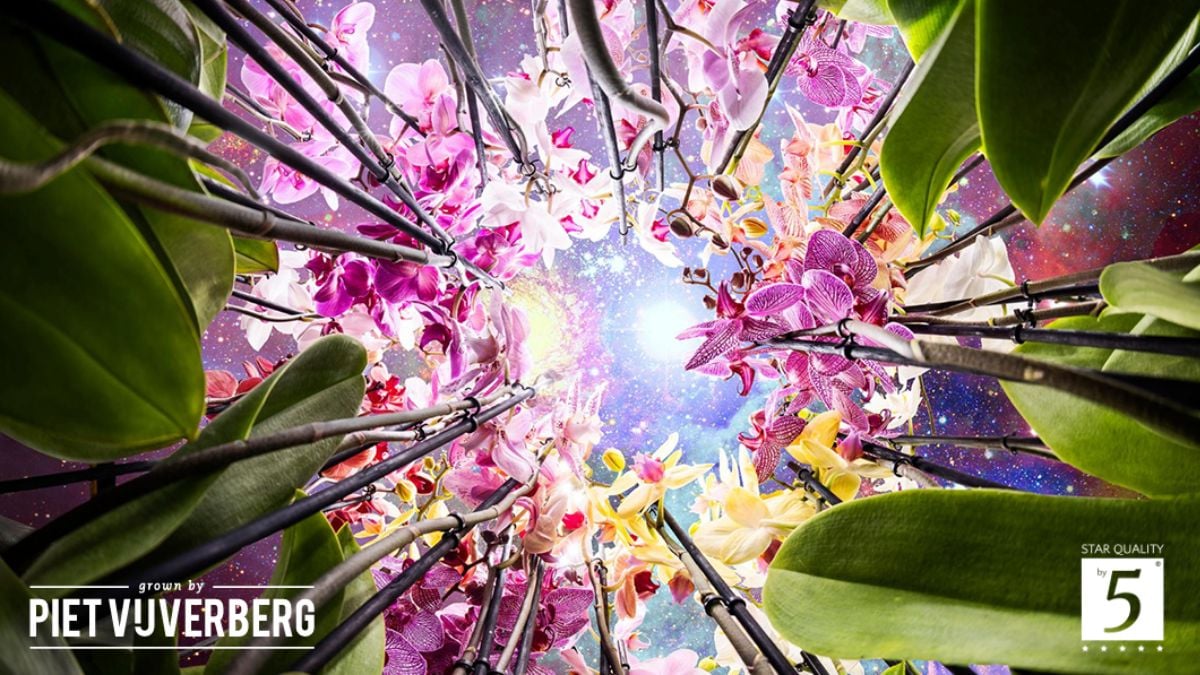 Various Phalaenopsis by Piet Vijverberg Various Phalaenopsis by Piet Vijverberg