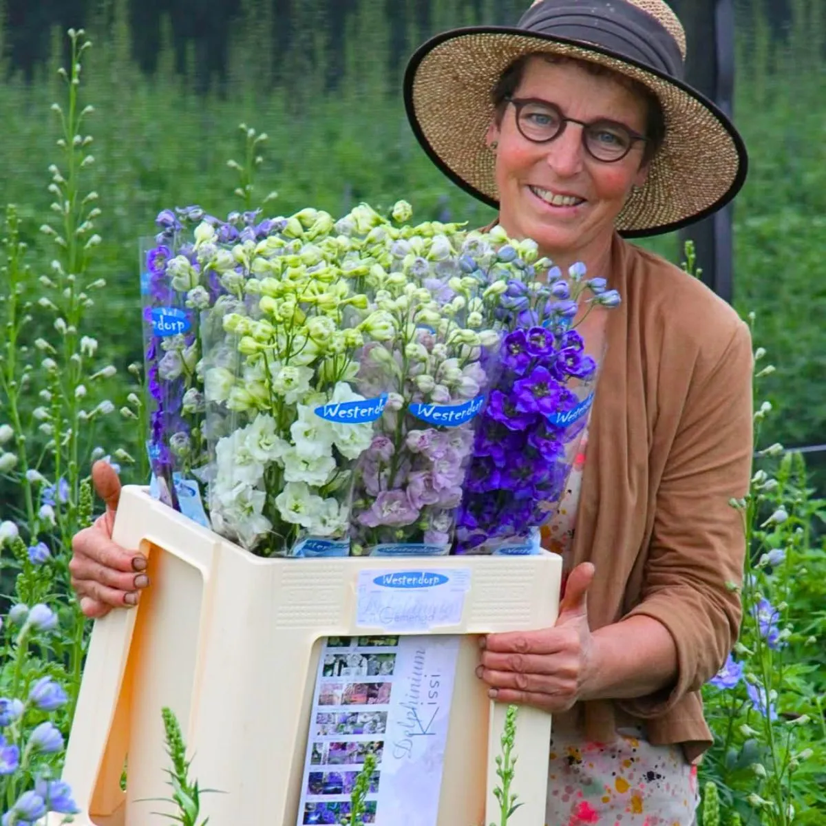 Delphiniums by Westendorp VOF