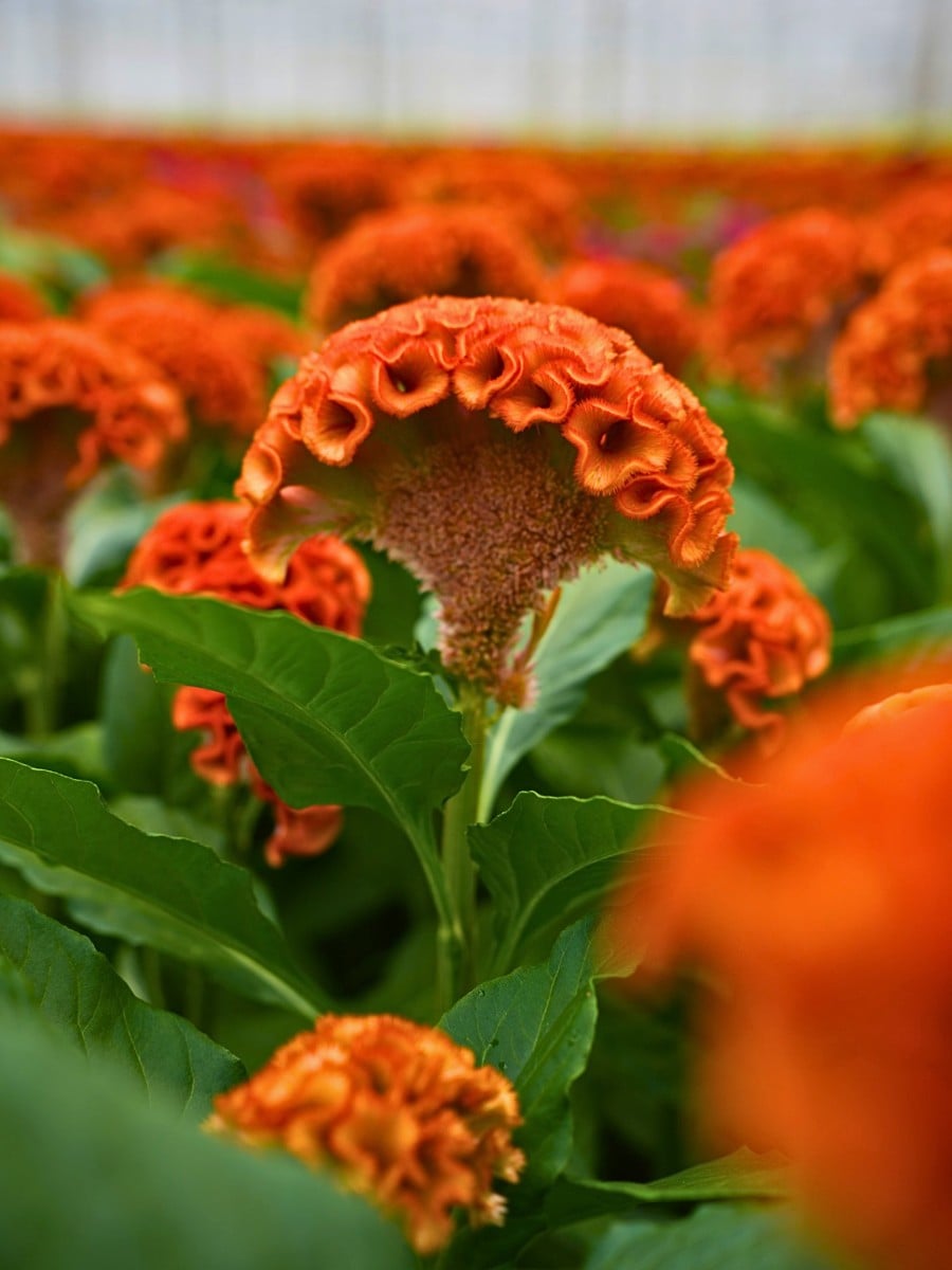 Classic Summer Flowers Ideal for Planting and Potting