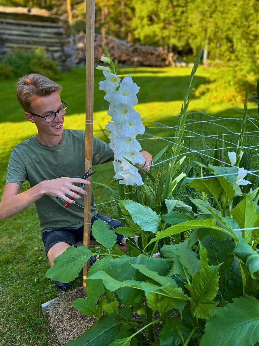 10 Classic Summer Flowers for Garden Planting and Potting