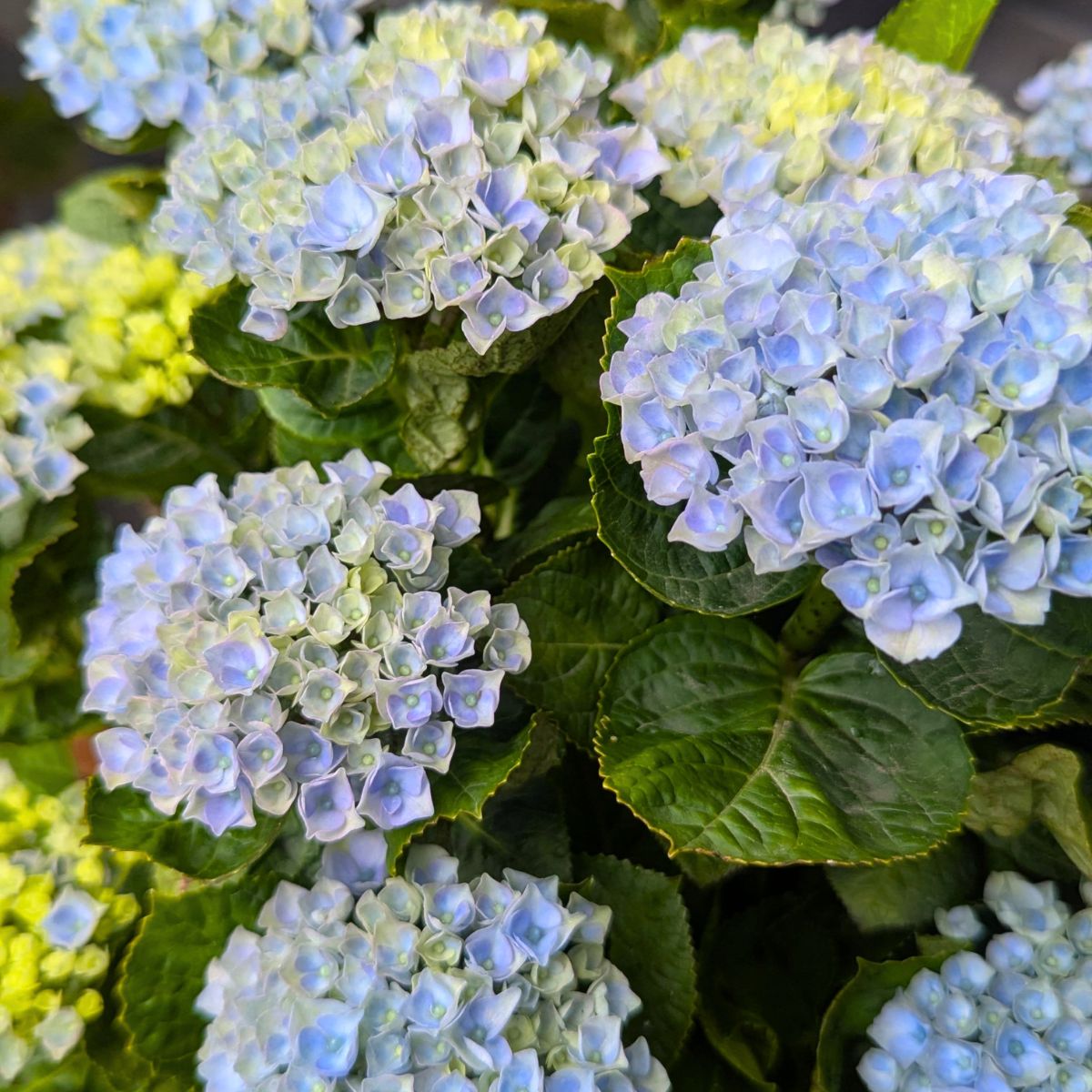 Hydrangea Revolution by the.flowerhat1