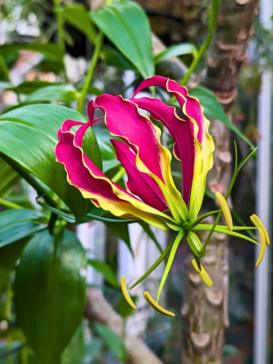 Classic Summer Flowers Ideal for Planting and Potting