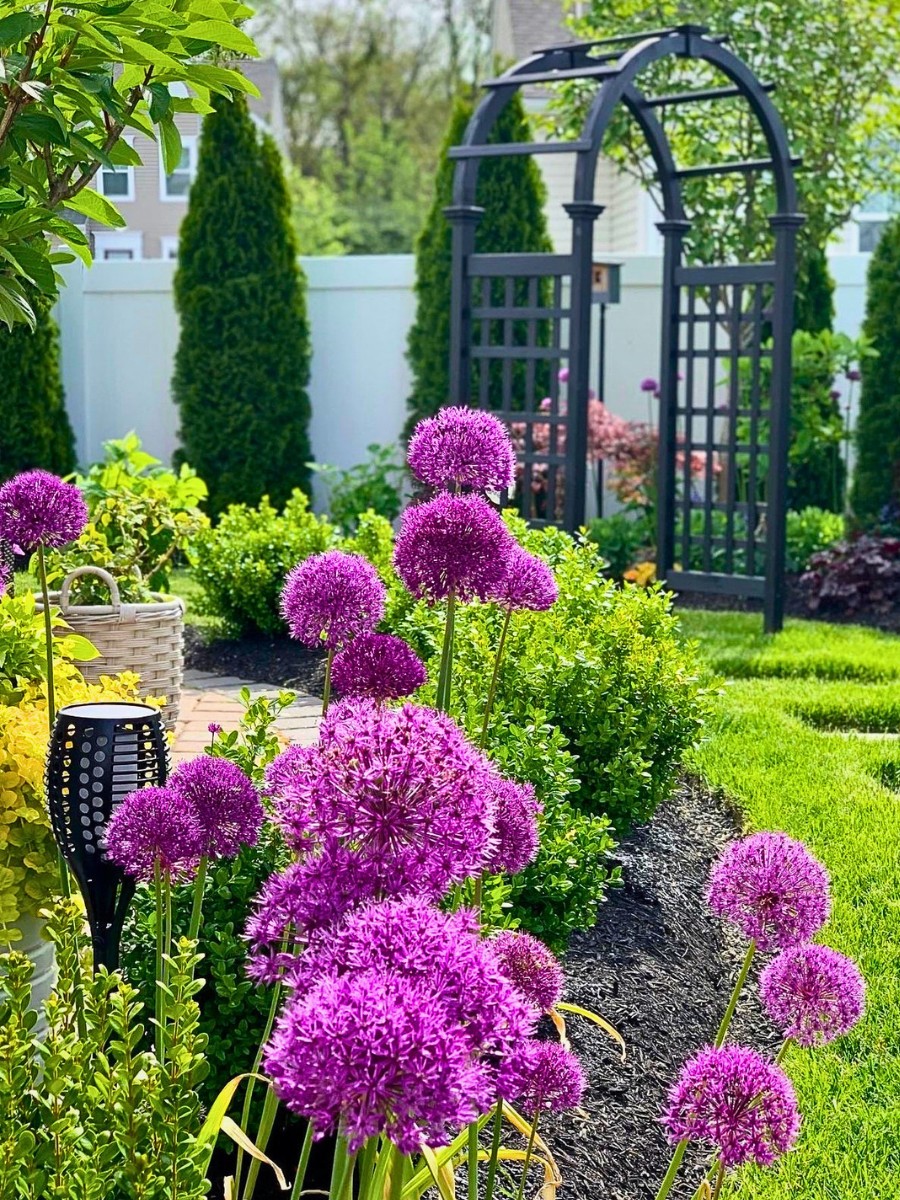 Classic Summer Flowers Ideal for Planting and Potting