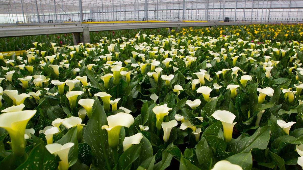  Zantedeschias in greenhouse by Decorum