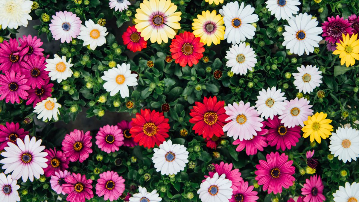 Osteospermum in greenhouse by Decorum