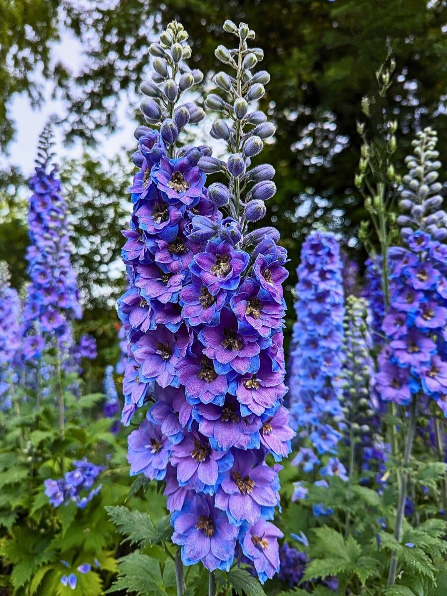 Classic Summer Flowers Ideal for Planting and Potting