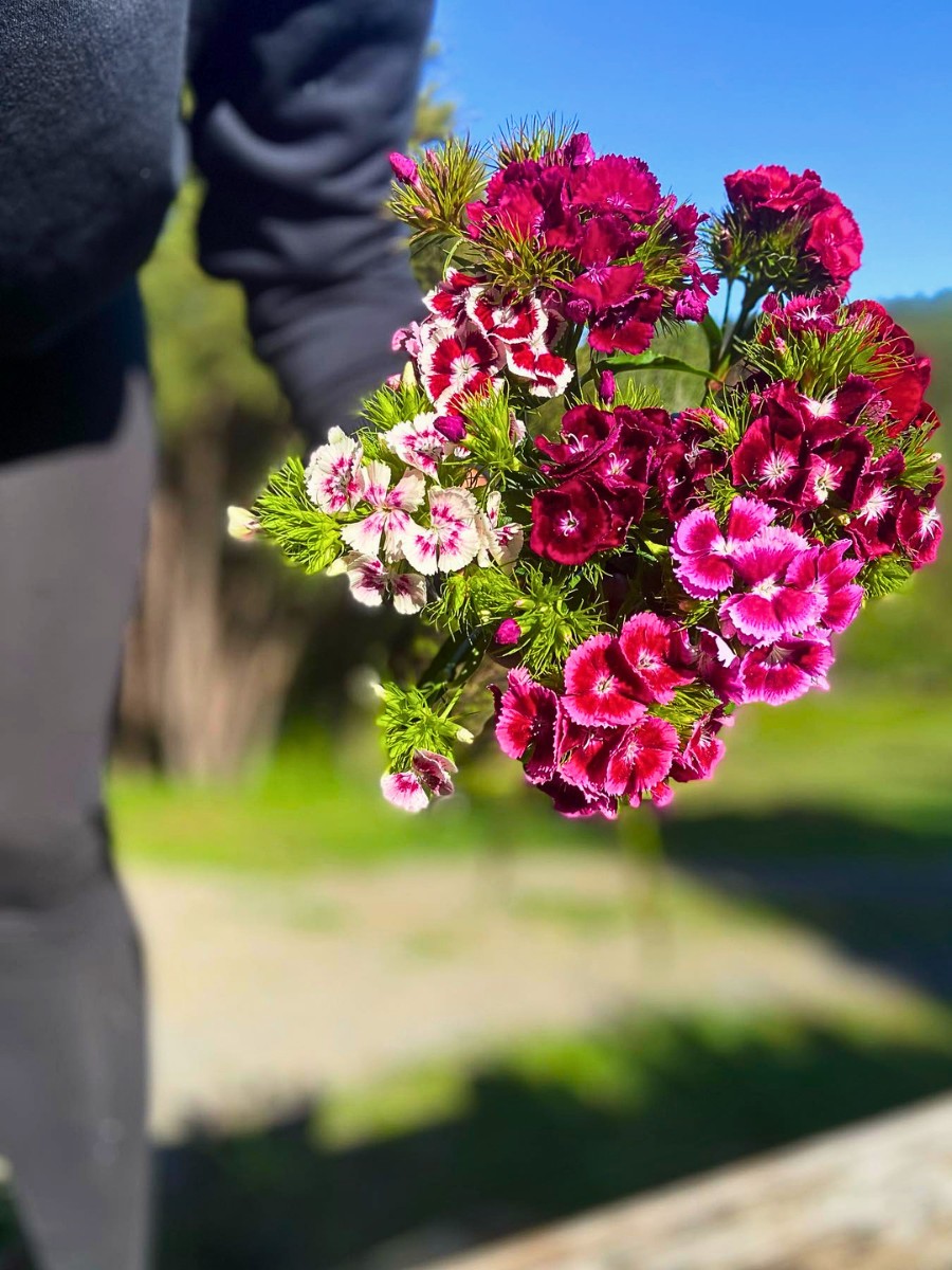 Classic Summer Flowers Ideal for Planting and Potting