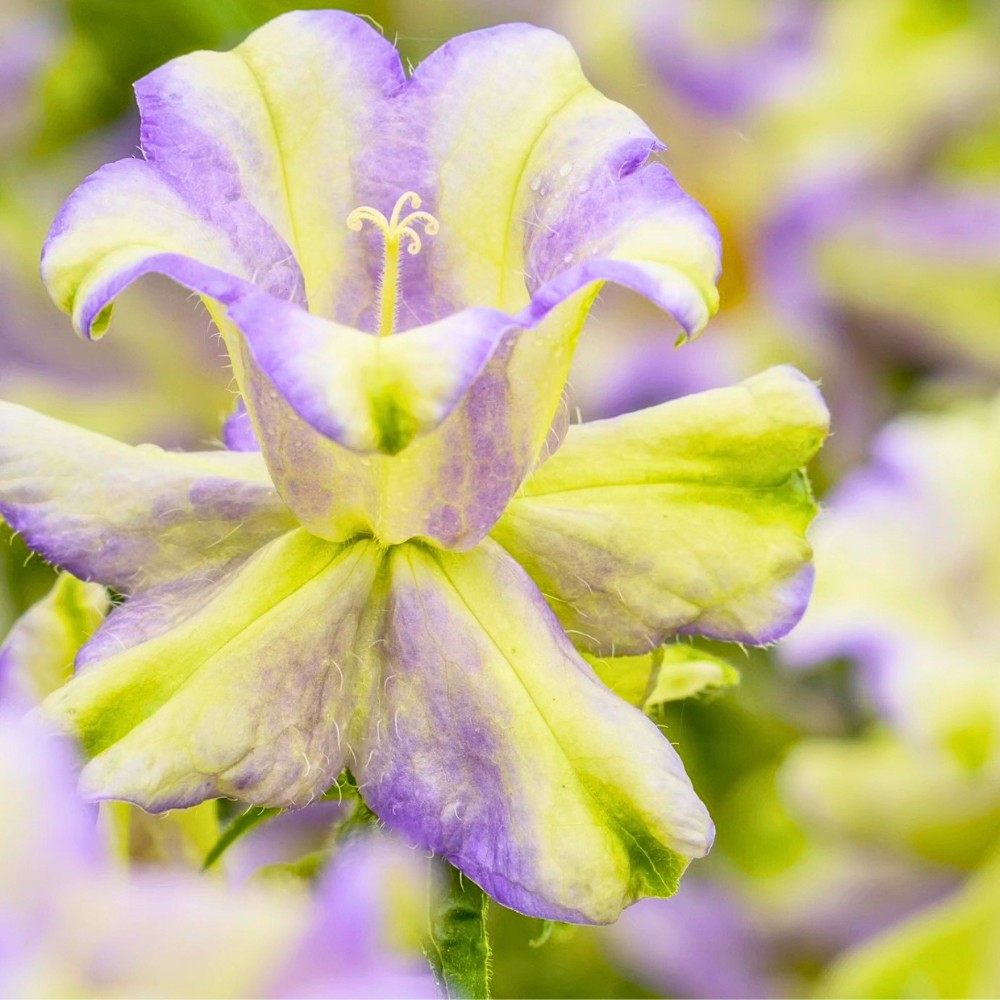 Classic Summer Flowers Ideal for Planting and Potting