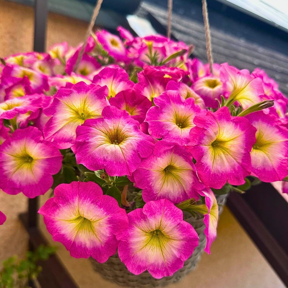Classic Summer Flowers Ideal for Planting and Potting