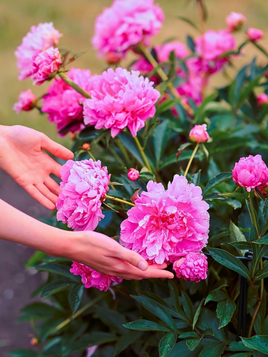 10 Classic Summer Flowers for Garden Planting and Potting