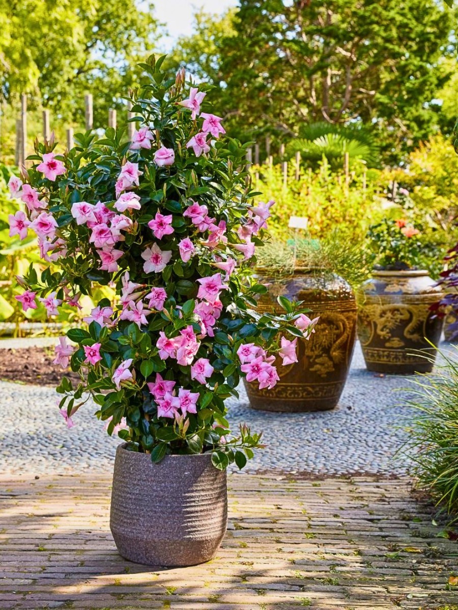 10 Classic Summer Flowers for Garden Planting and Potting