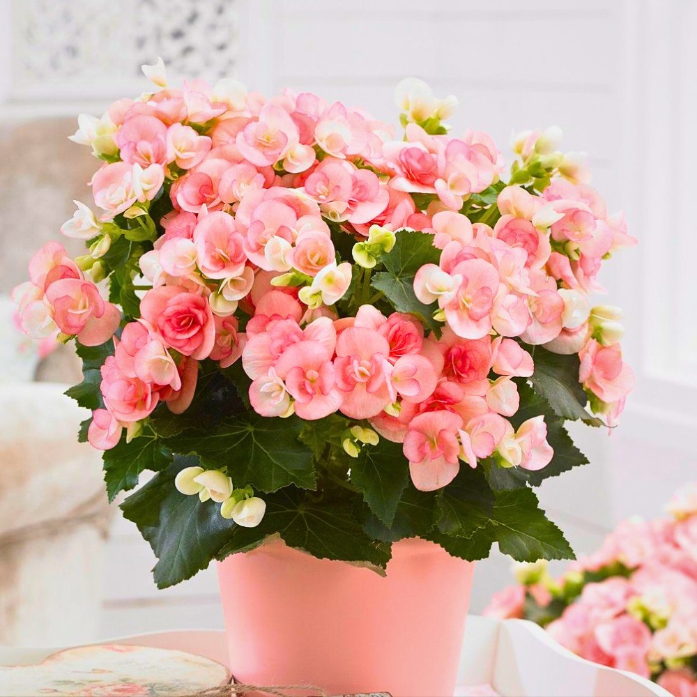 Classic Summer Flowers Ideal for Planting and Potting