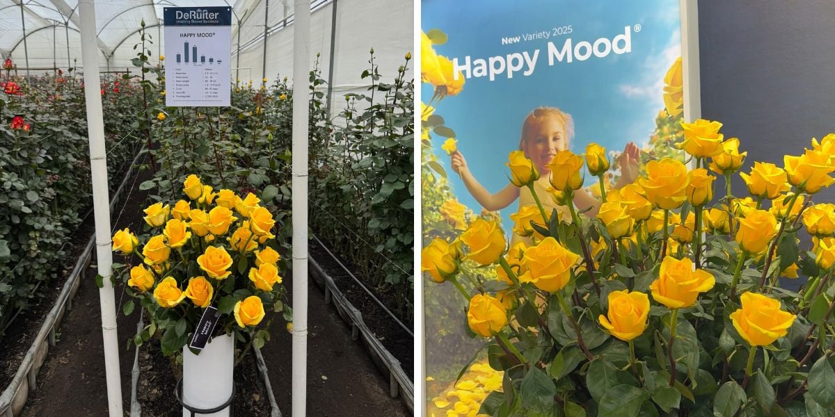 Happy Mood rose by De Ruiter
