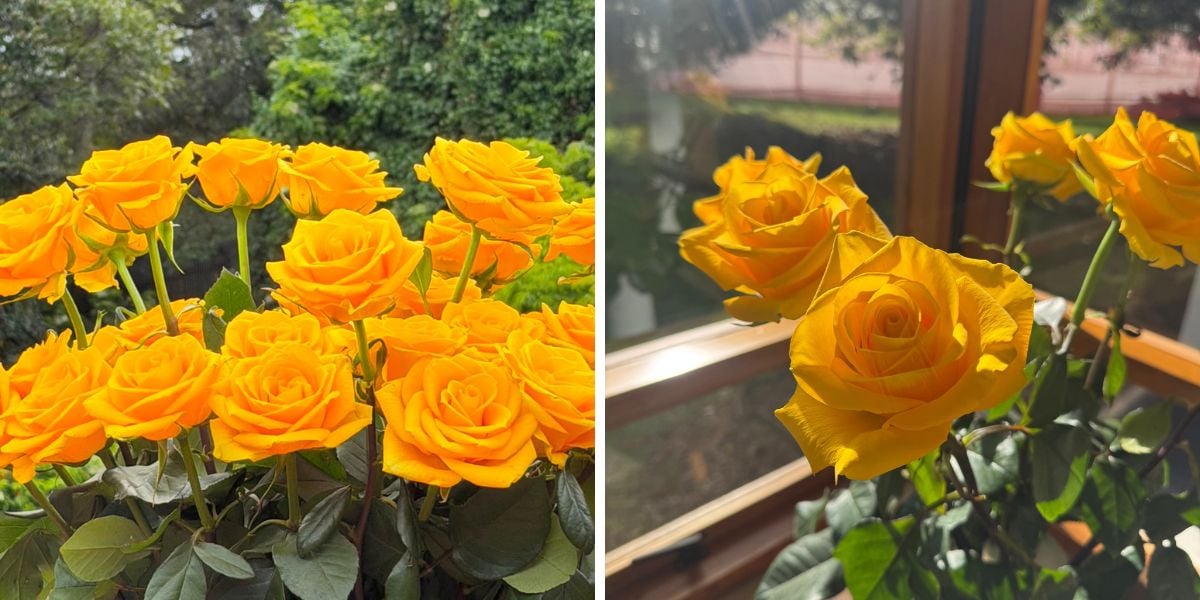 Happy Mood roses in the sunlight