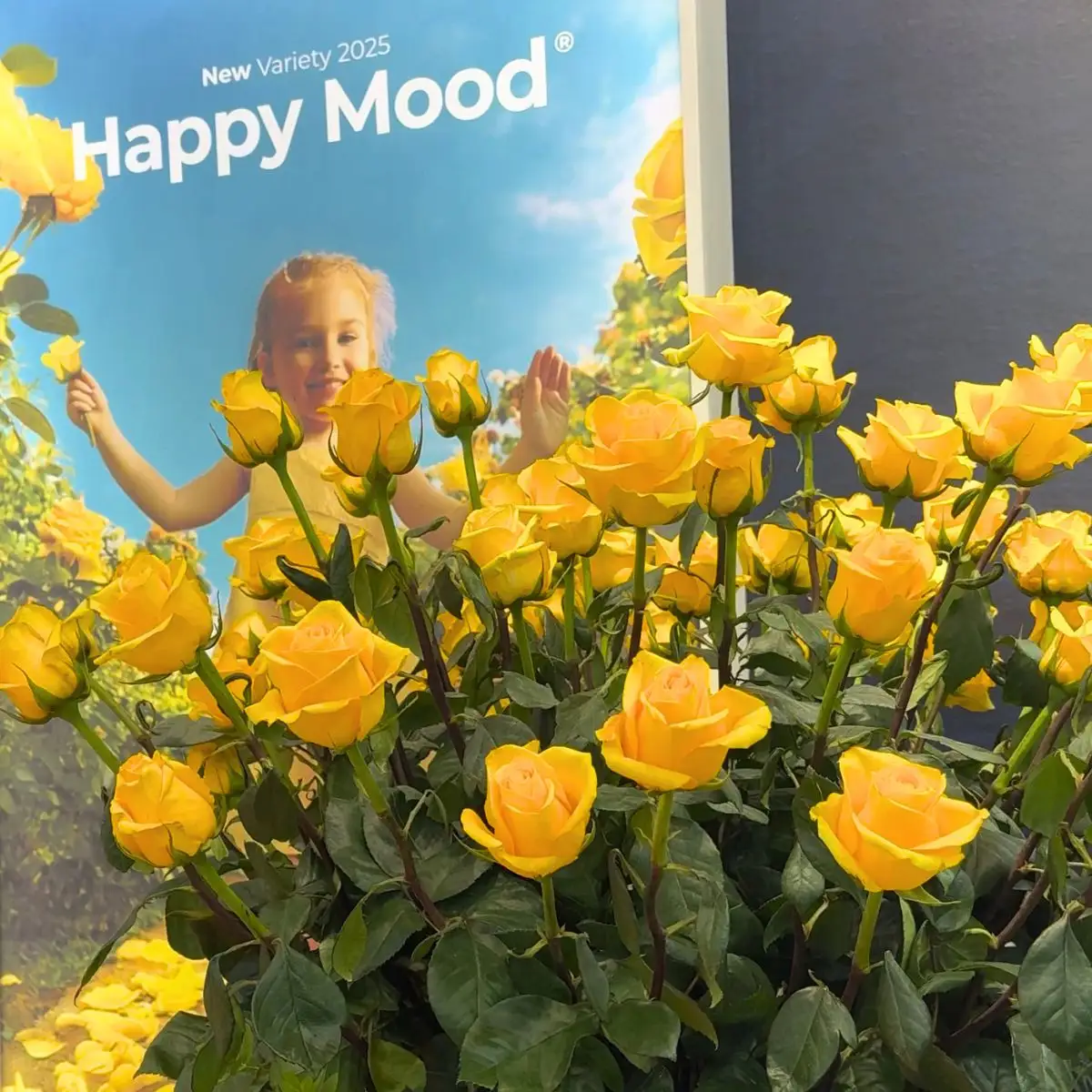 Happy Mood roses