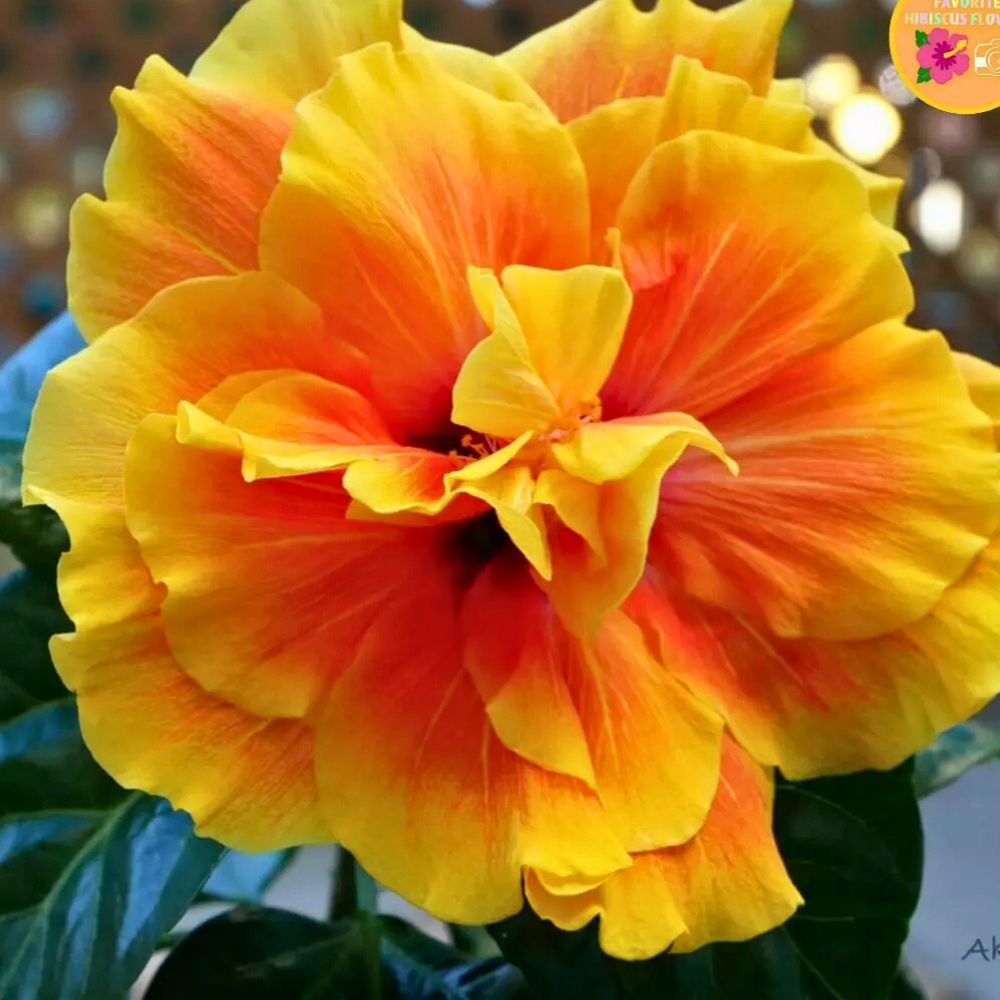 Hawaiian Hibiscus Yellow in its fully glory