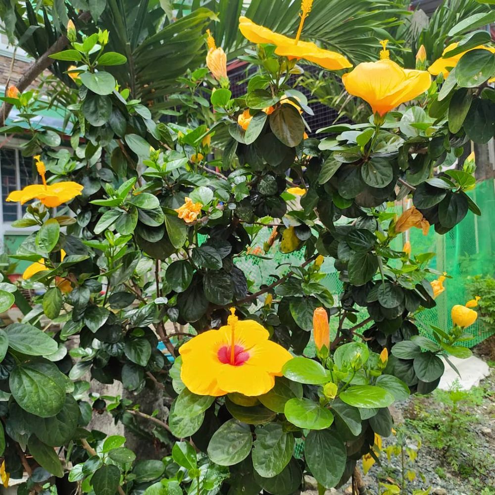 Yellow hibiscus flowering in a garden