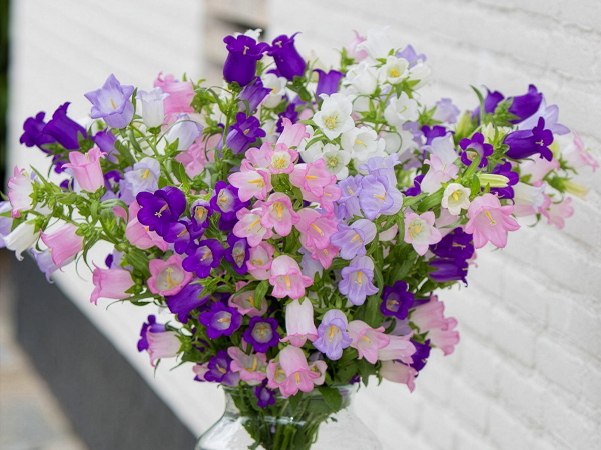 Campanula mix bunch by Sakata