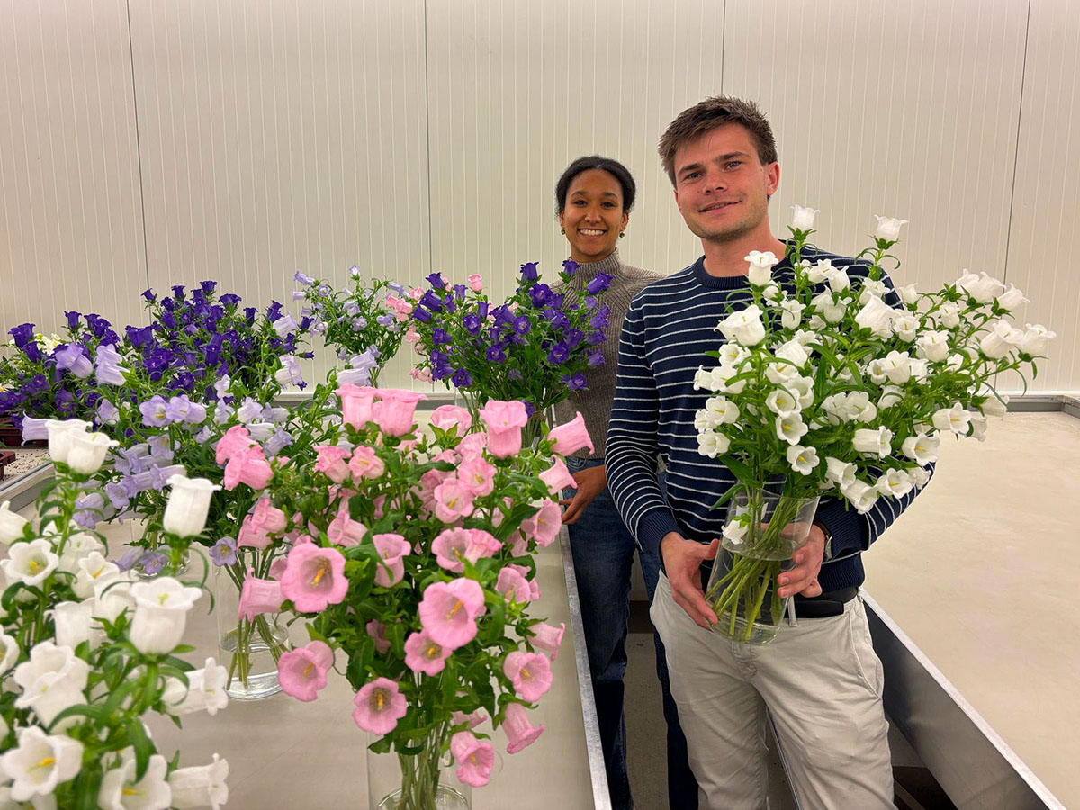 Campanula testing at Royal FloraHolland