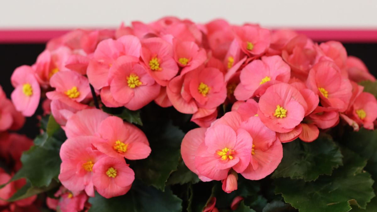 Pink Ribbon by Koppe Begonia