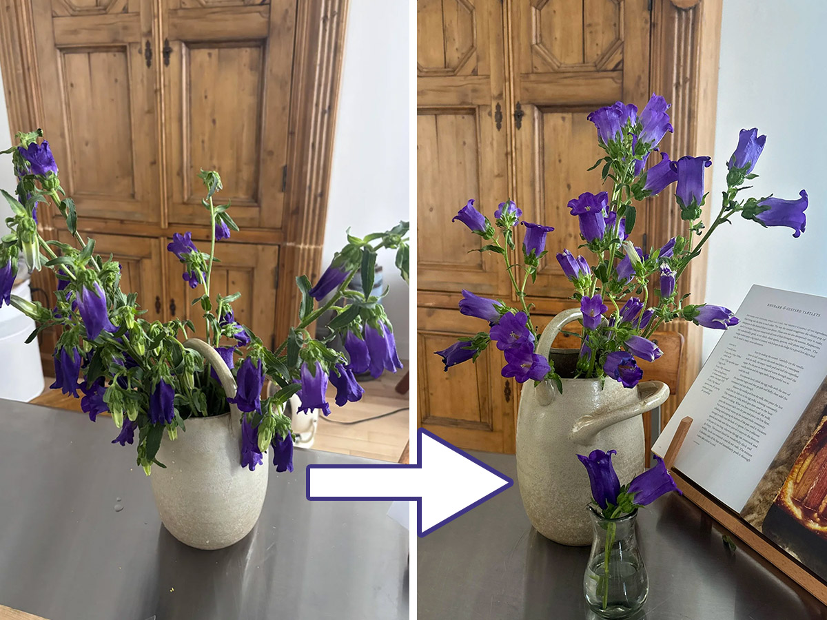 Blue Campanula wilt by CranberryOk8409