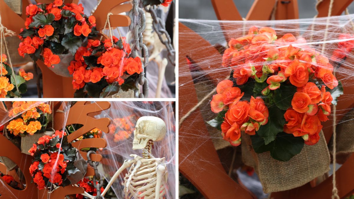 Orange Begonias for Halloween by Koppe Begonia