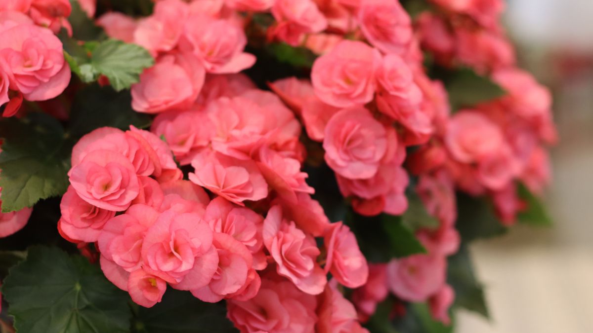 Hailey Pink by Koppe Begonia