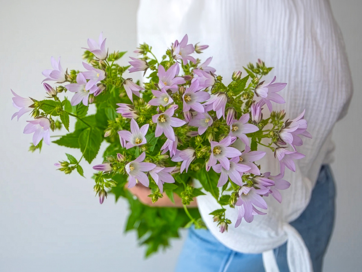 Campanula lila bouquet by FlowerSupply
