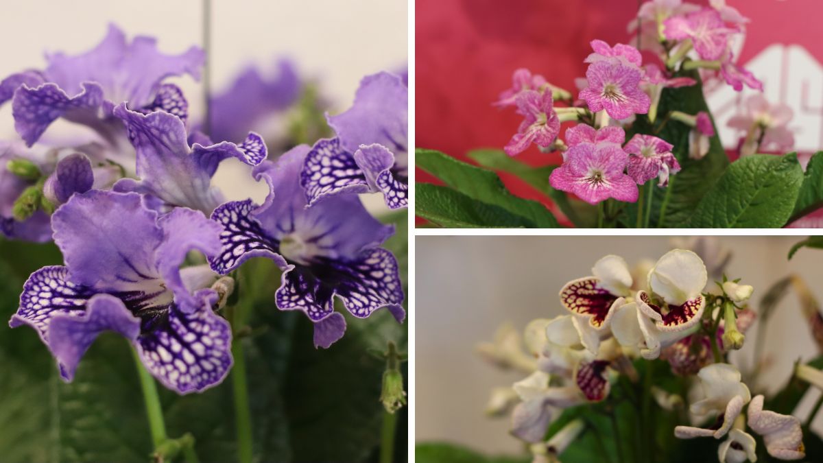 Streptocarpus by Koppe Begonia