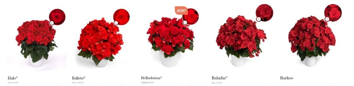 Halo Balisto Belladonna Baladin and Barkos by Koppe Begonia Halo Balisto Belladonna Baladin and Barkos by Koppe Begonia