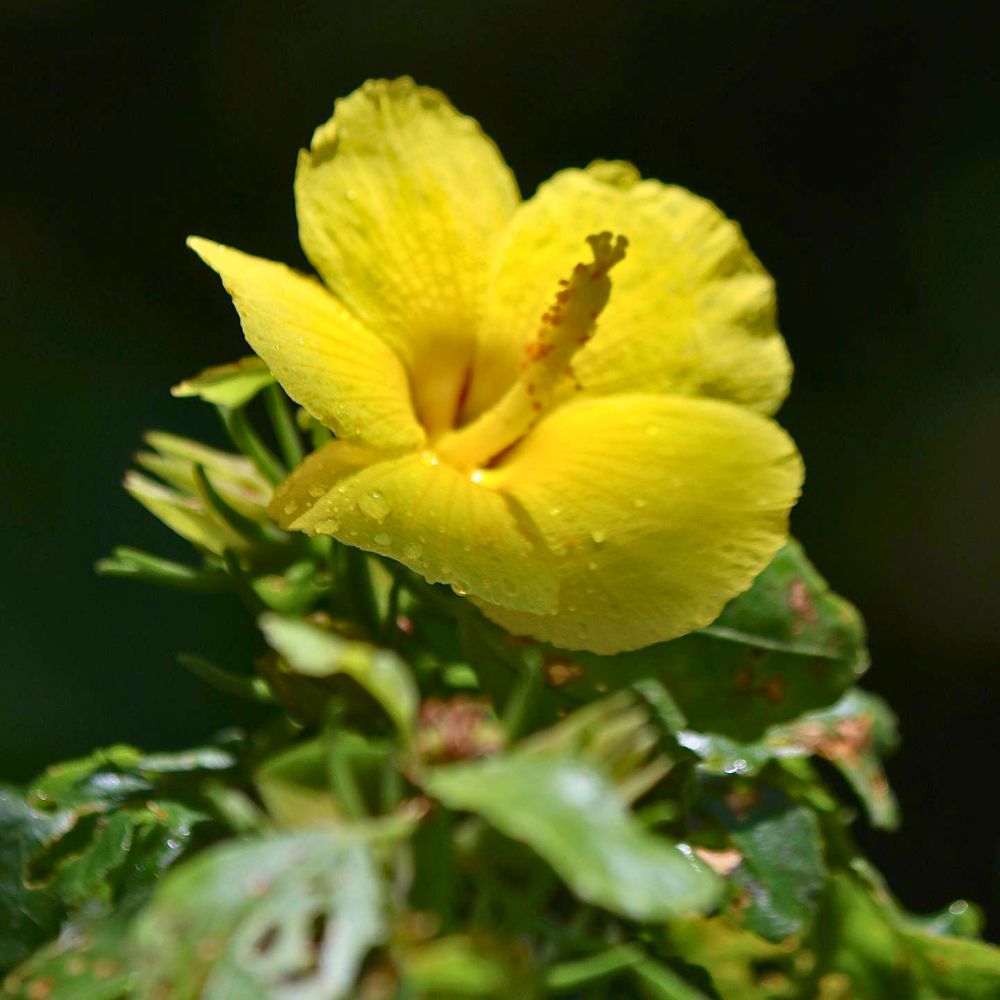 Potted Hibiscus Yellow