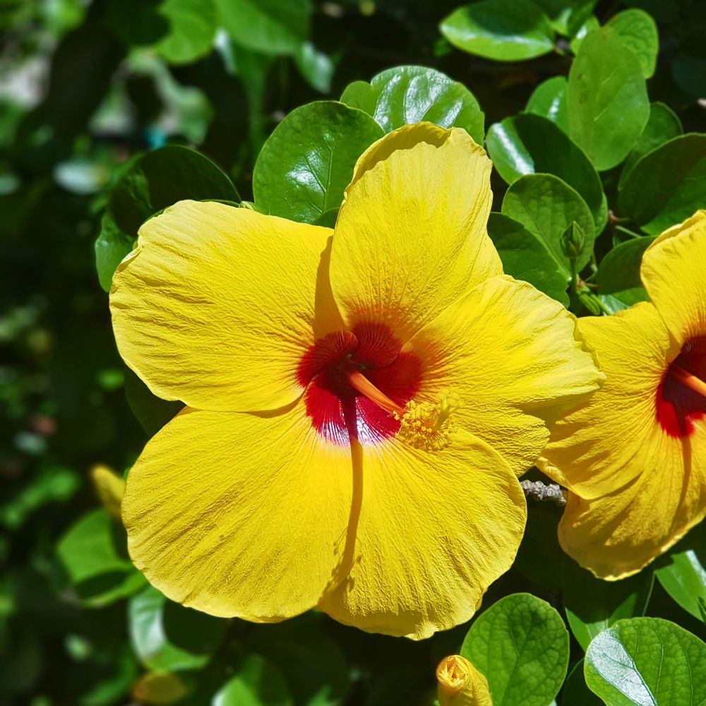 A close up of Hibiscus Yellow flower