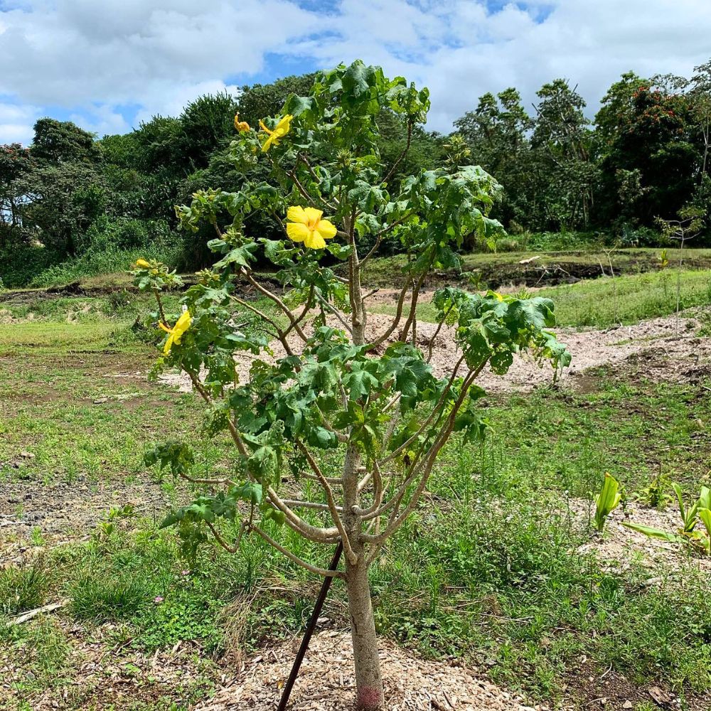 A Hibiscus Yellow tree flowering