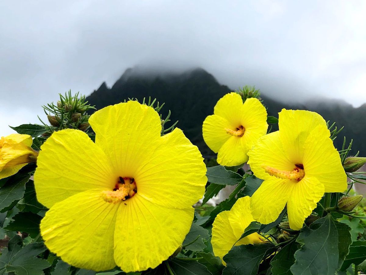 Hibiscus Yellow flowers during a stormy weather