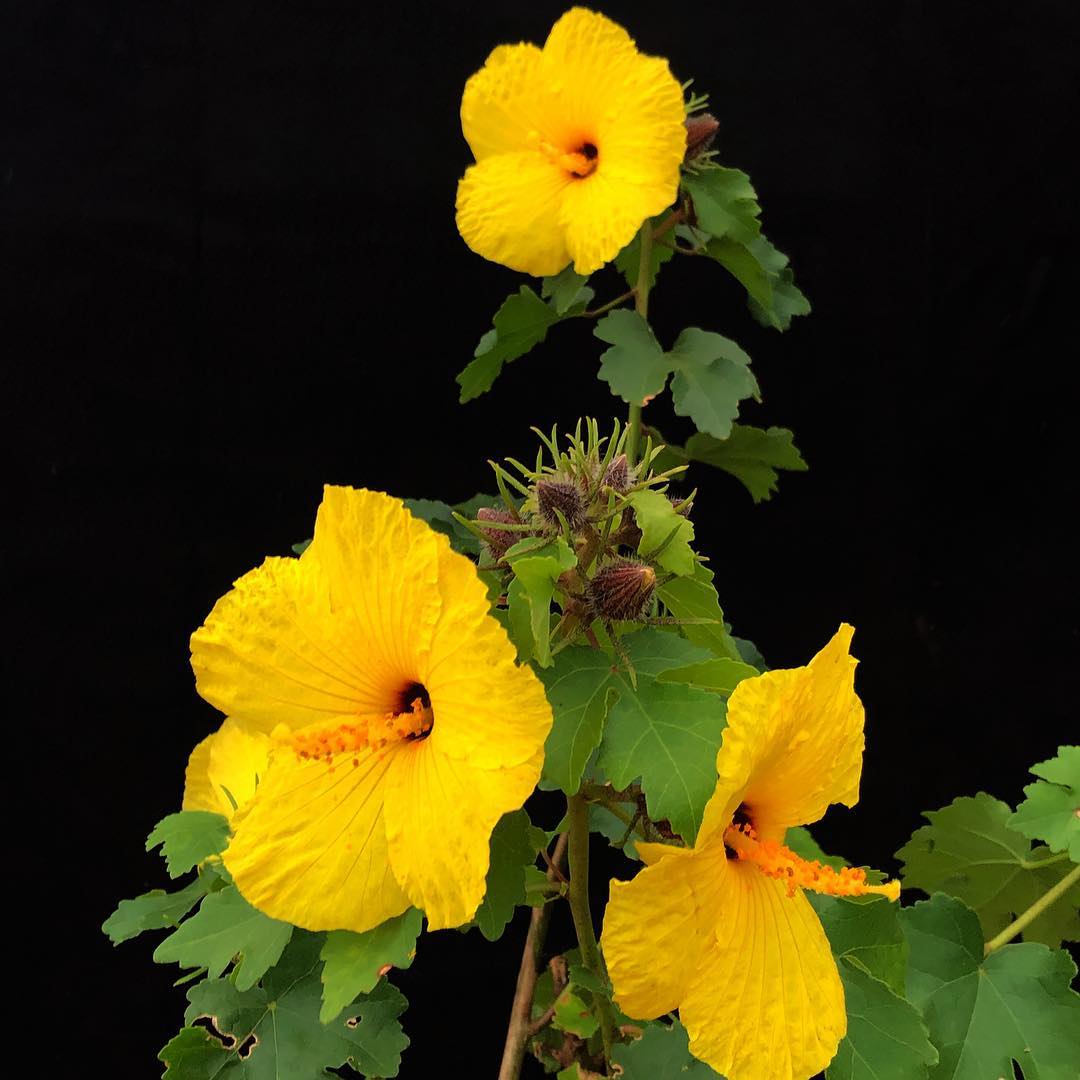Hawaii State Flower