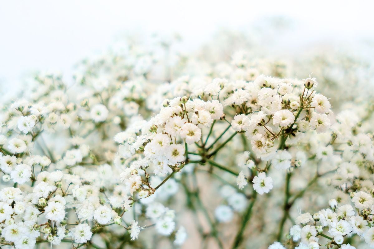 Gypsophila by Floramar Farms