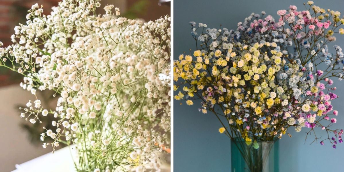 White and tinted gypsophila