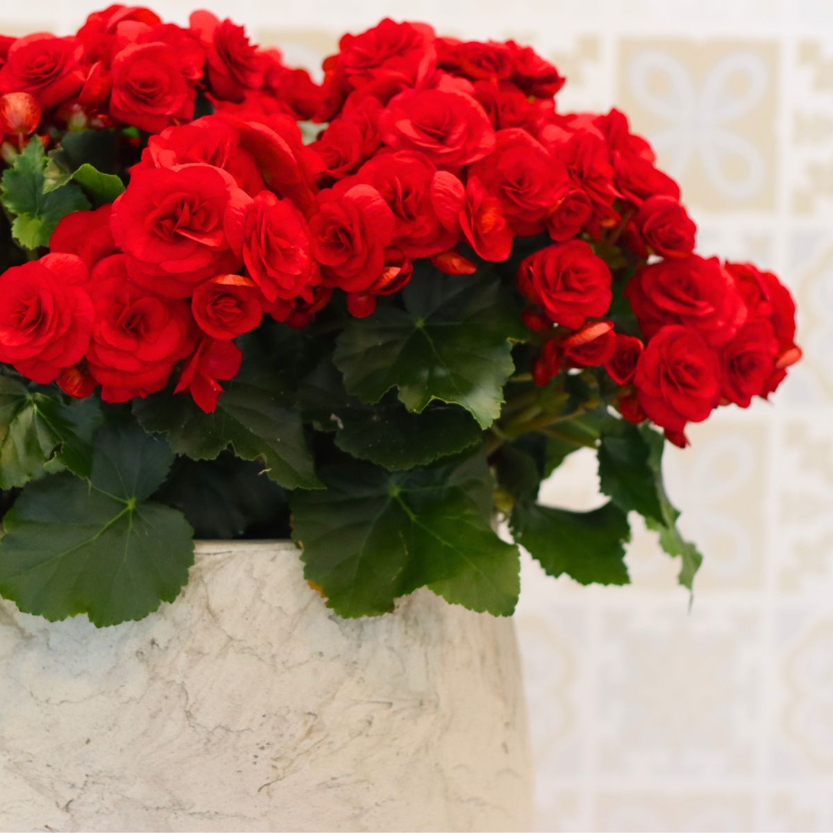 Begonia Belladonna by Koppe Begonia
